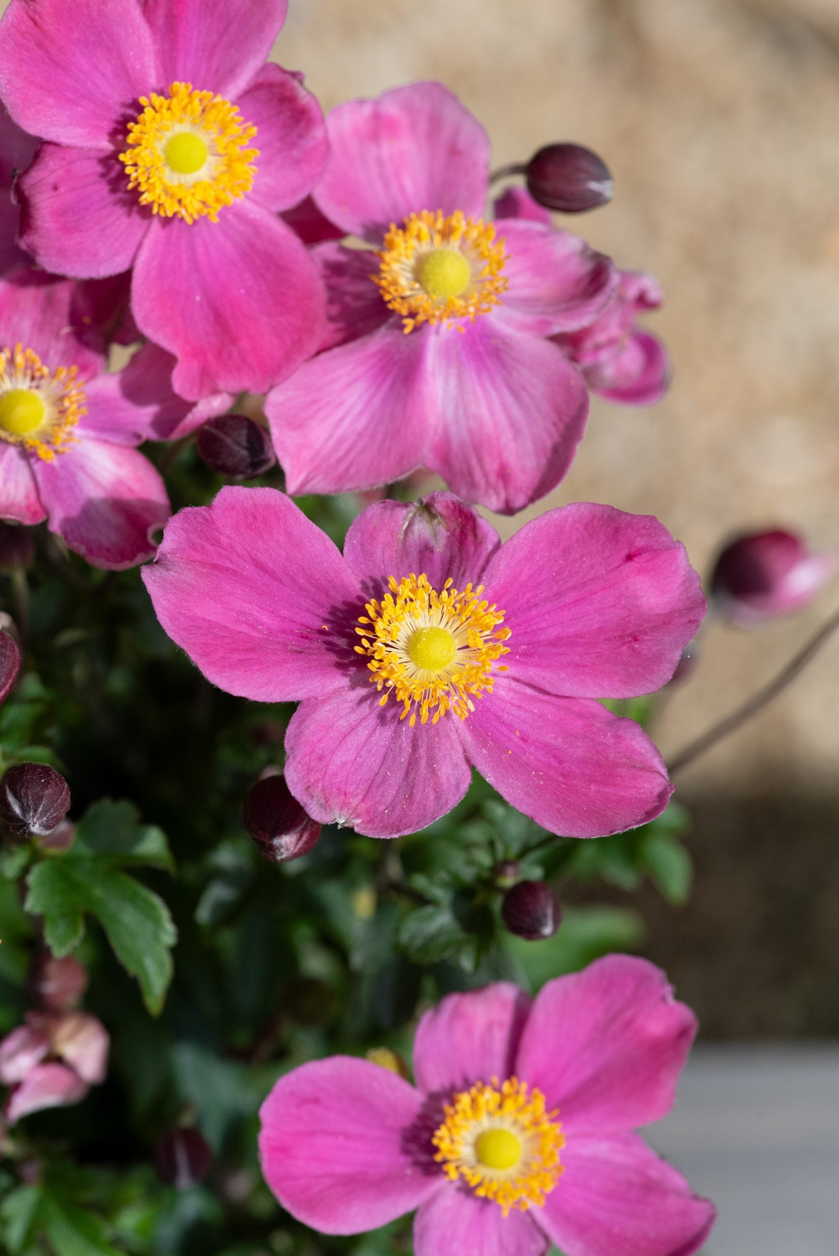 Anemonă de toamnă - Anemone hupehensis ‘Emmy Bicolor’