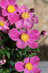 Anemonă de toamnă - Anemone hupehensis ‘Emmy Bicolor’