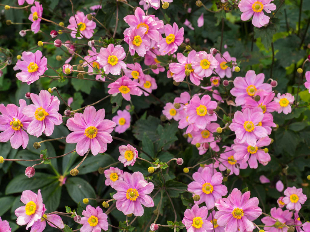 Anemone de toamnă -Anemona hybrid 'Serenade'