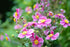 Anemone de grădină - Anemone hupehensis Rose Shades