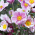 Anemone de grădină - Anemone hupehensis Rose Shades