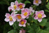 Anemone de grădină - Anemone hupehensis September Charm
