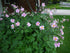 Anemone de grădină - Anemone hupehensis September Charm