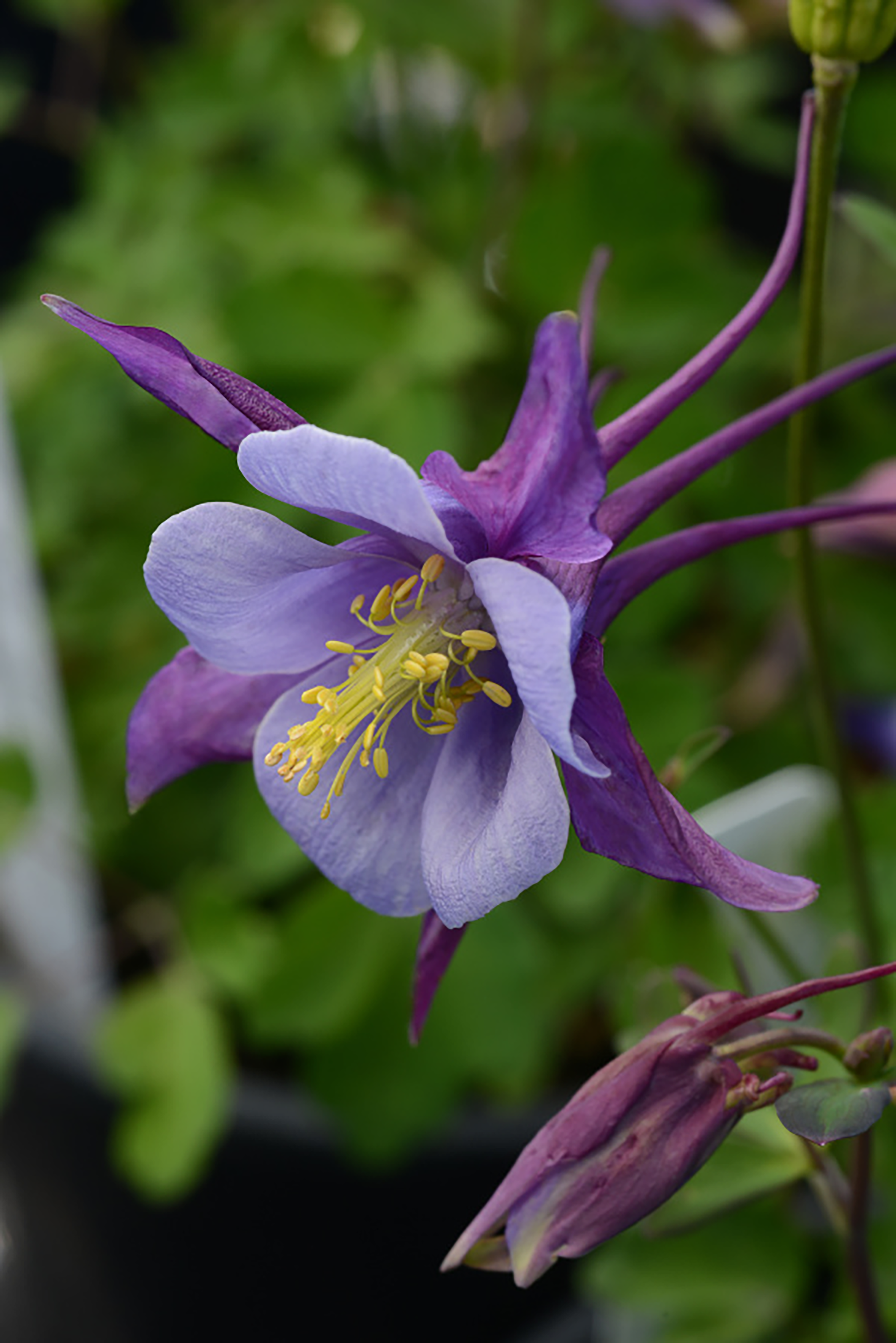 Căldărușă - Aquilegia caerulea Earlybird™ ‘Purple Blue’