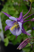 Căldărușă - Aquilegia caerulea Earlybird™ ‘Purple Blue’