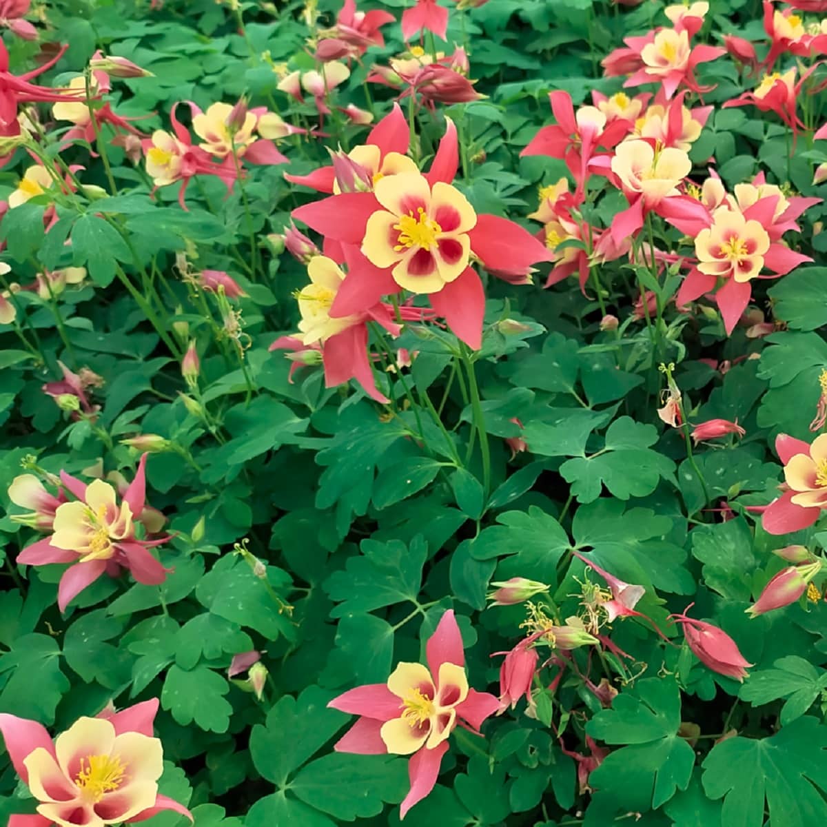 Căldărușe - Aquilegia Caerulea Earlybird™ Red Yellow