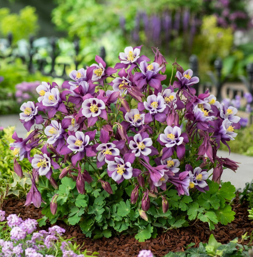 Căldărușe - Aquilegia caerulea Earlybird™ Purple White