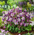 Căldărușe - Aquilegia caerulea Earlybird™ Purple White