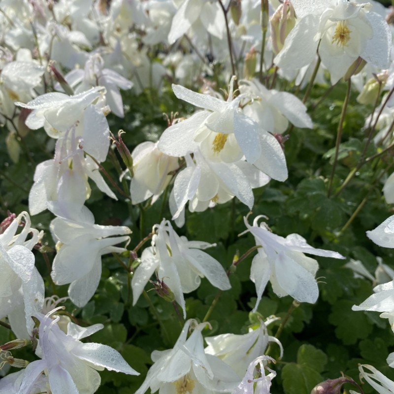 Căldărușe - Aquilegia Caerulea Earlybird™ White