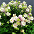 Căldărușe - Aquilegia vulgaris Winky Double Rose & White