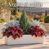 Argint și rubin – jardinieră cu chiparos pitic, cineraria argintie și heuchera roșie, 5 plante