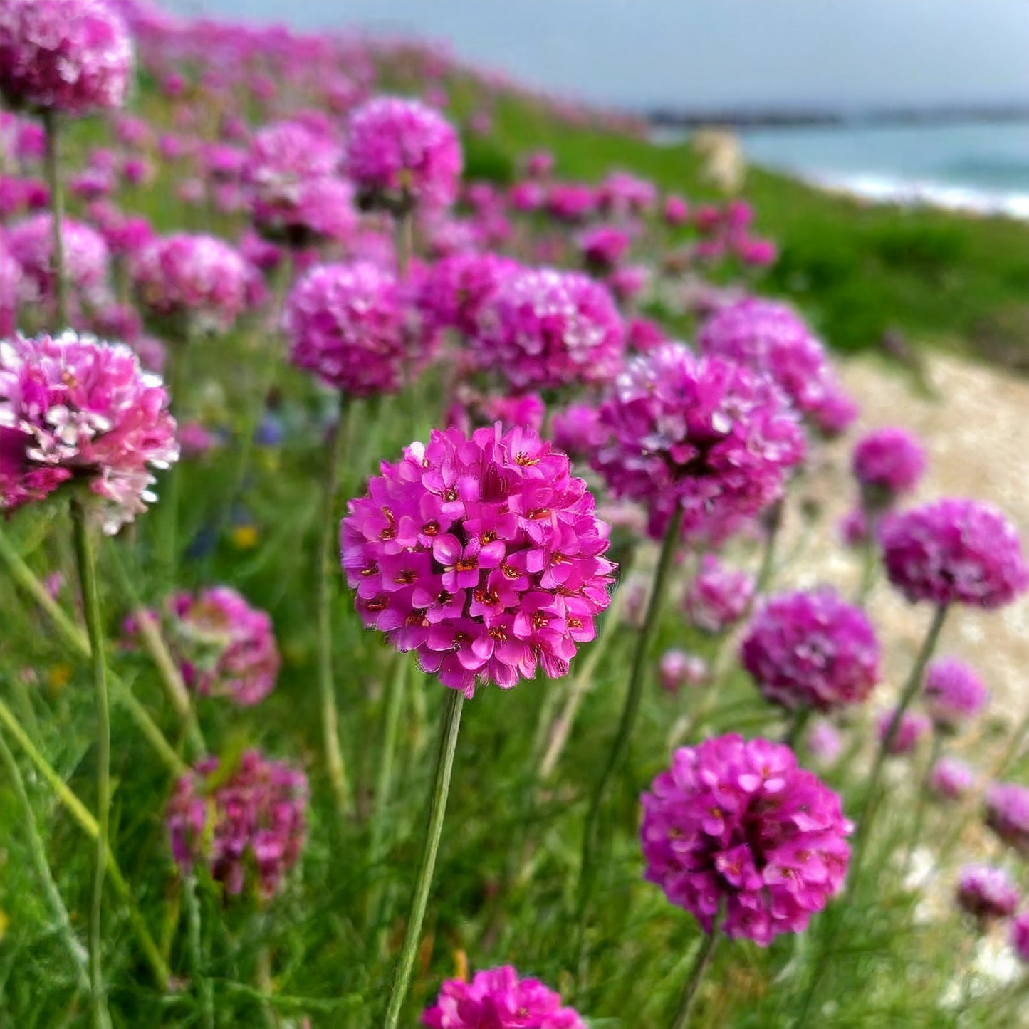 Limba peștelui roz - Armeria maritima Abbey Deep Rose