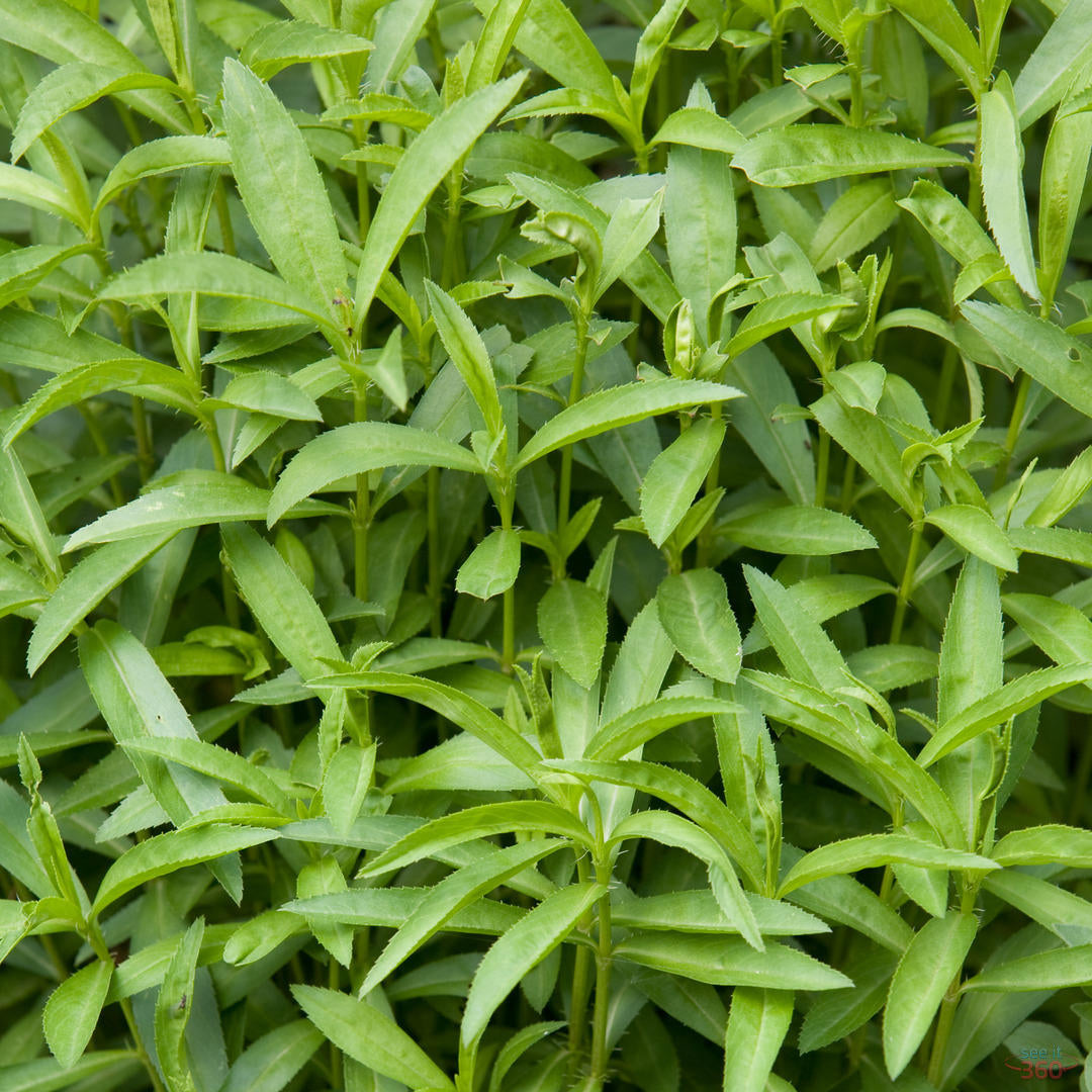 Pachet cu plante aromatice pentru gătit