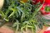 Tarhon francez - Artemisia dracunculus ‘French Dragon’