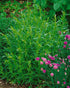 Tarhon francez - Artemisia dracunculus ‘French Dragon’