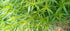Tarhon francez - Artemisia dracunculus ‘French Dragon’