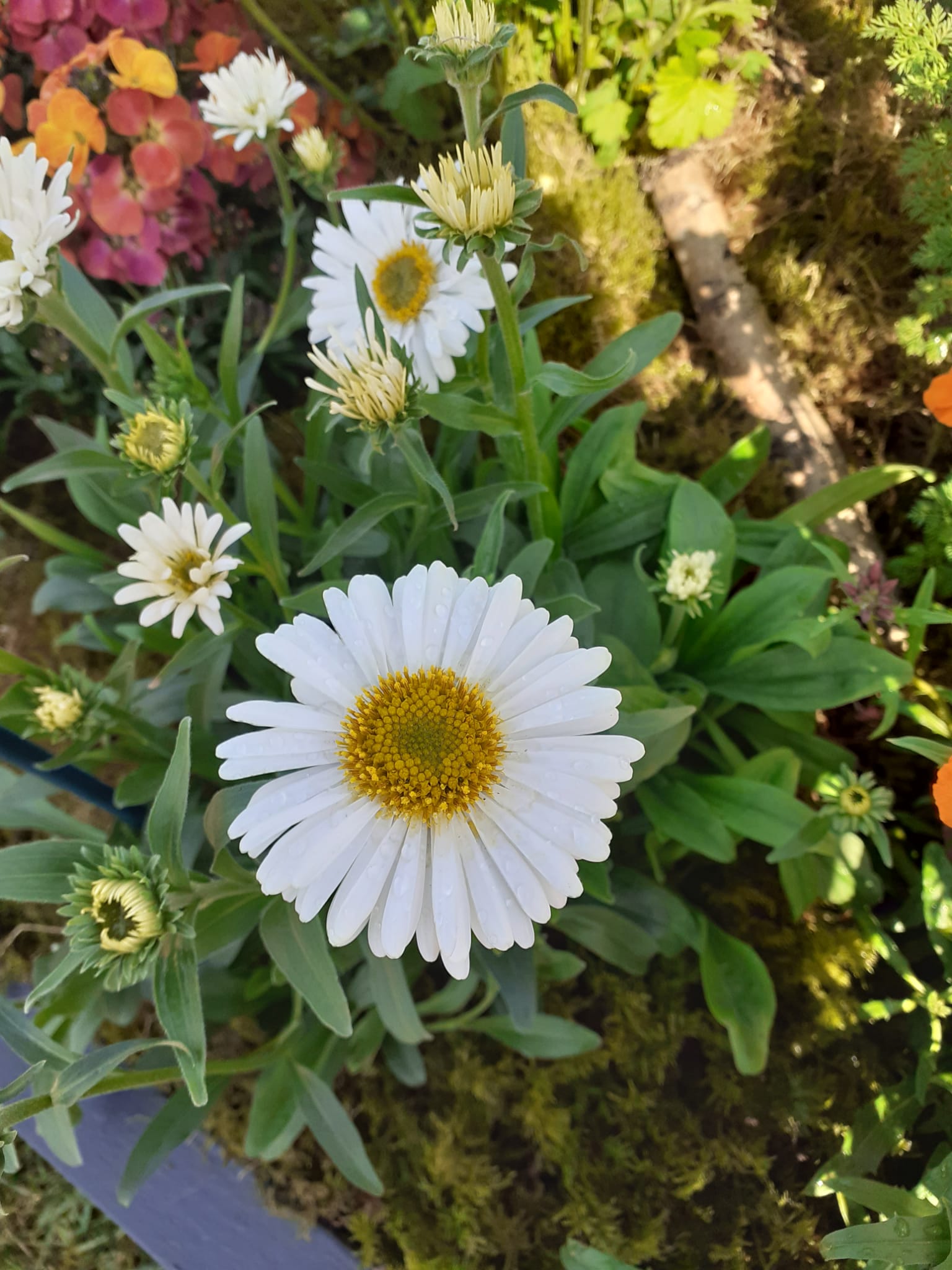 Aster Alpin - Aster Alpinus White