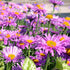 Aster Alpin - Aster alpinus Happy End