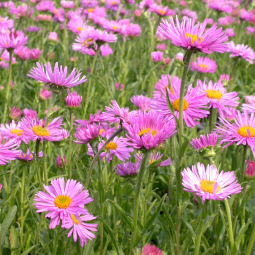 Aster Alpin - Aster alpinus Happy End