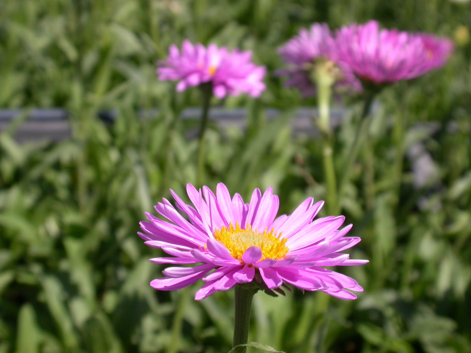 Aster Alpin - Aster alpinus Happy End