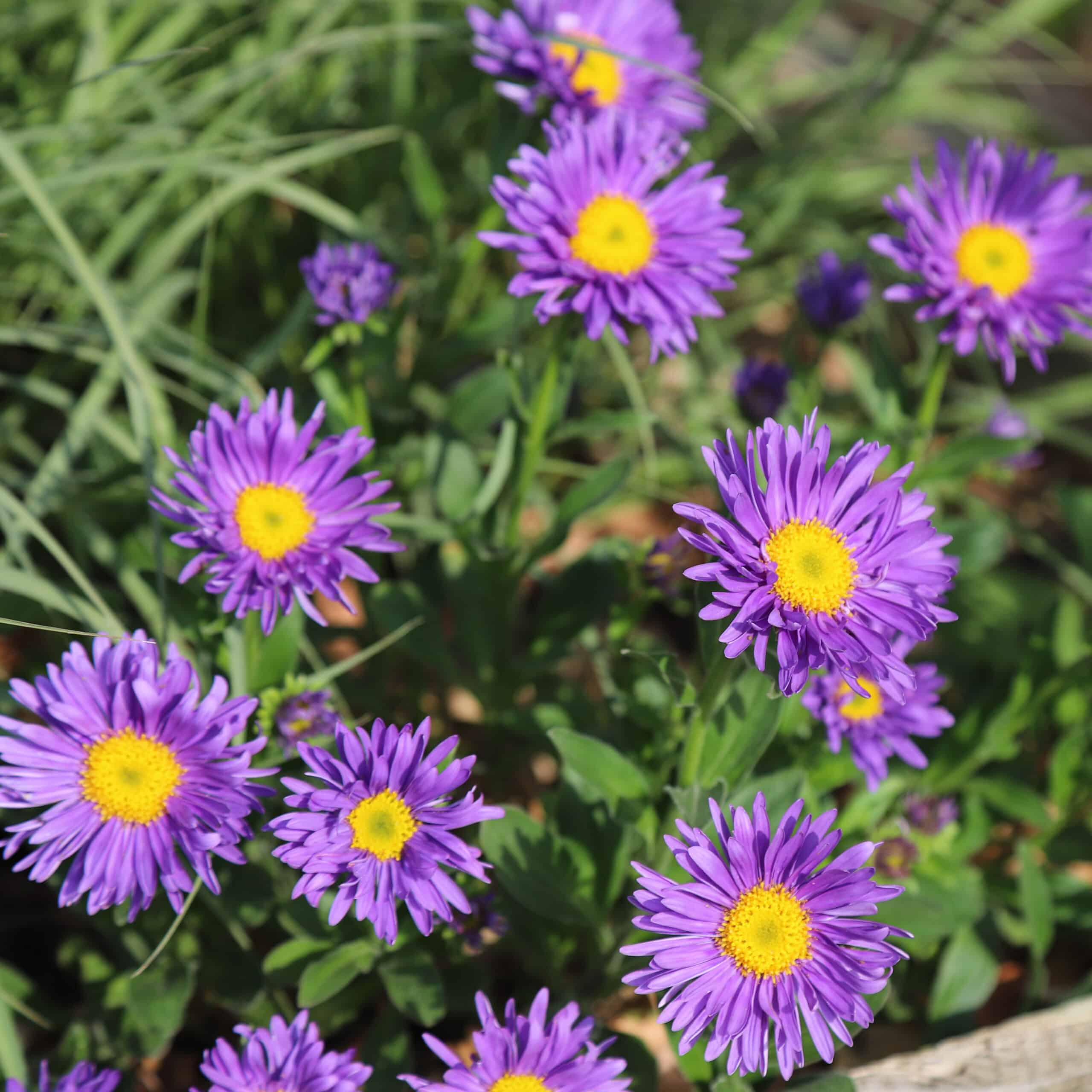 Aster Alpin - Aster alpinus Violet