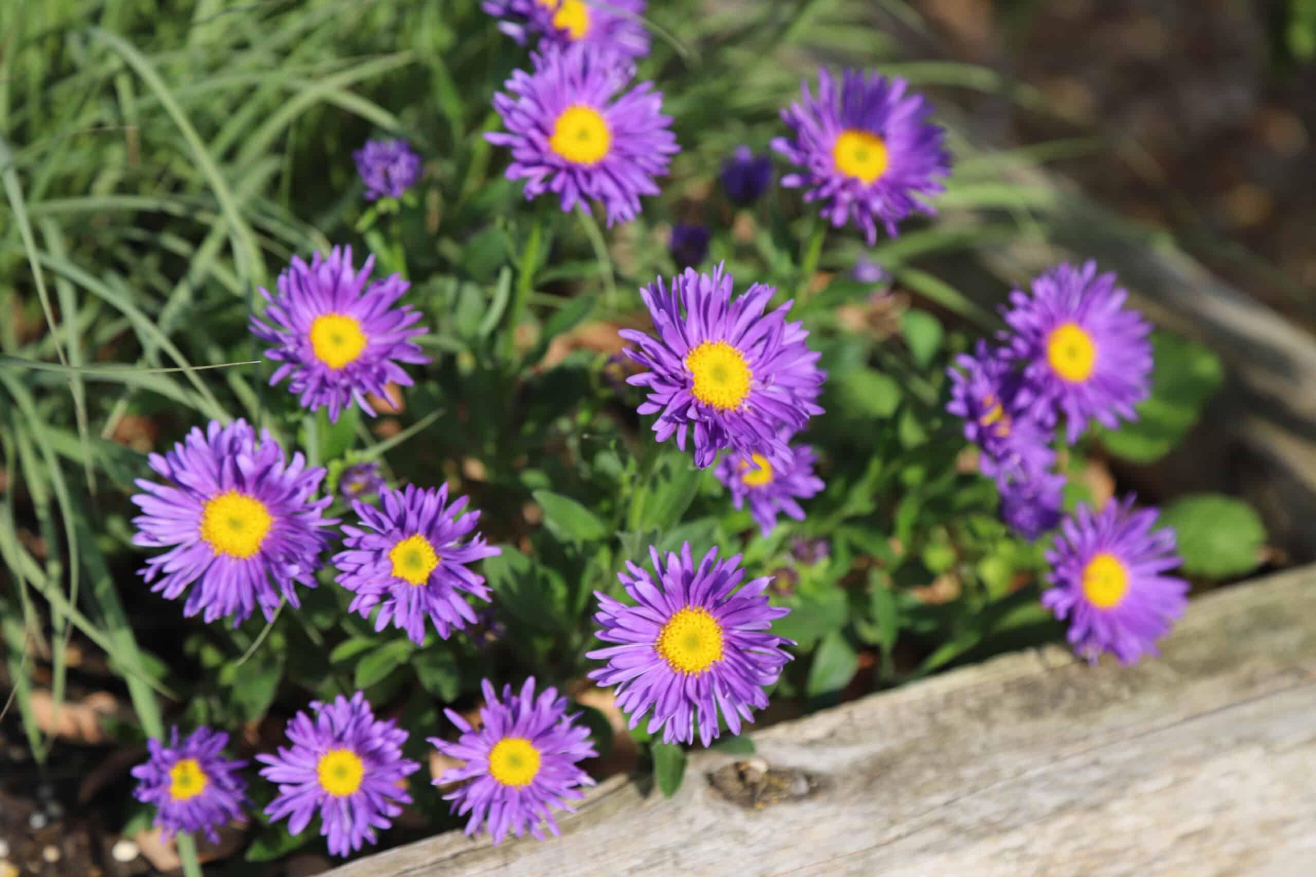 Aster Alpin - Aster alpinus Violet