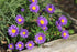 Aster Alpin - Aster alpinus Violet