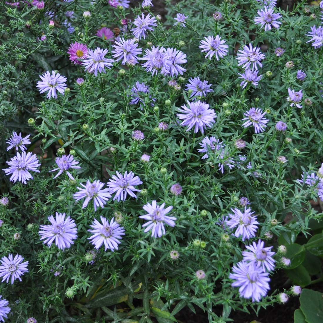 Aster pitic- Aster dumosus 'Lady in Blue'
