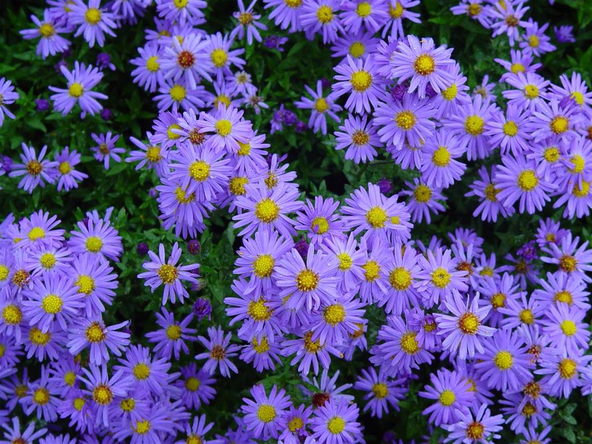 Aster pitic- Aster dumosus 'Lady in Blue'