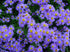 Aster pitic- Aster dumosus 'Lady in Blue'