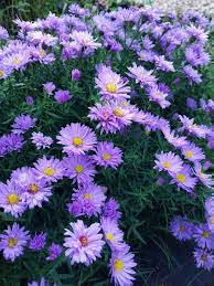 Aster pitic- Aster dumosus 'Lady in Blue'