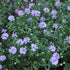 Aster pitic- Aster dumosus 'Lady in Blue'