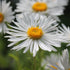 Aster Alpin - Aster Alpinus White
