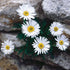 Aster Alpin - Aster Alpinus White