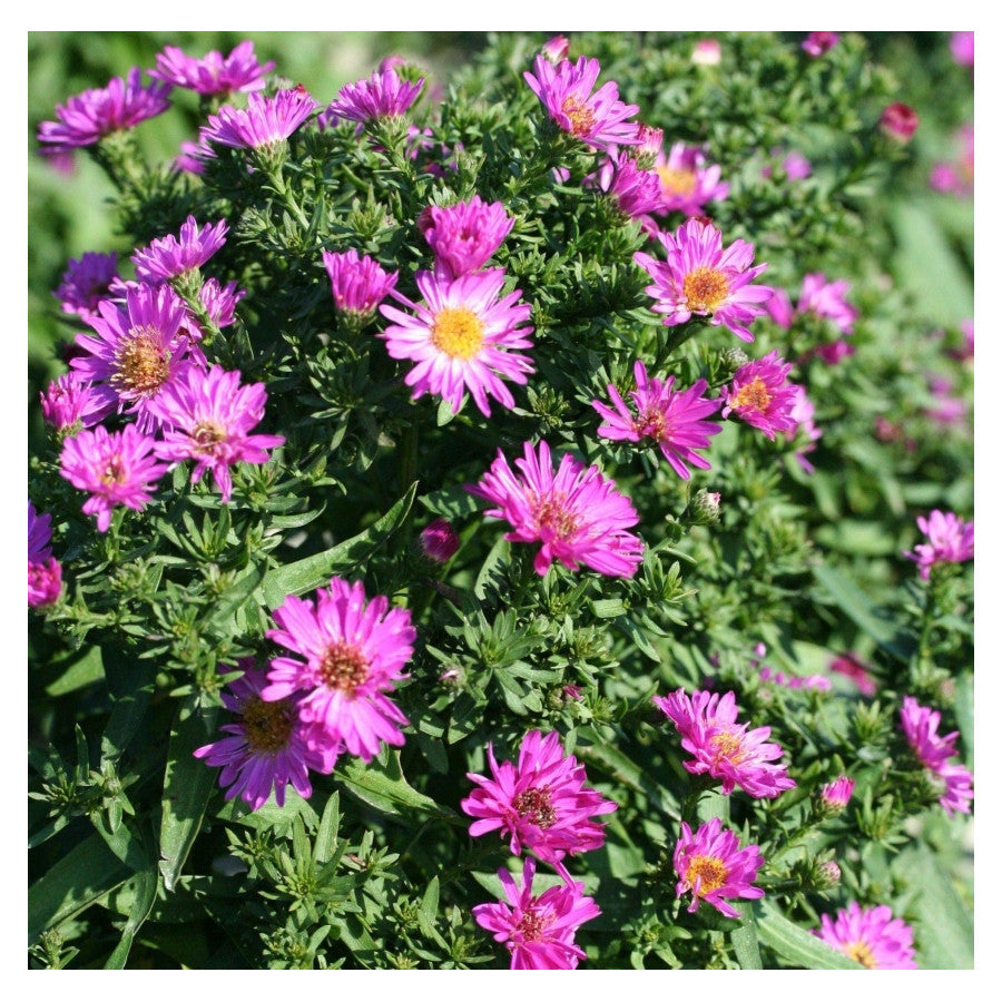 Aster-Aster dumosus ‘Anneke’