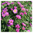 Aster-Aster dumosus ‘Anneke’