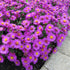 Aster-Aster dumosus ‘Anneke’