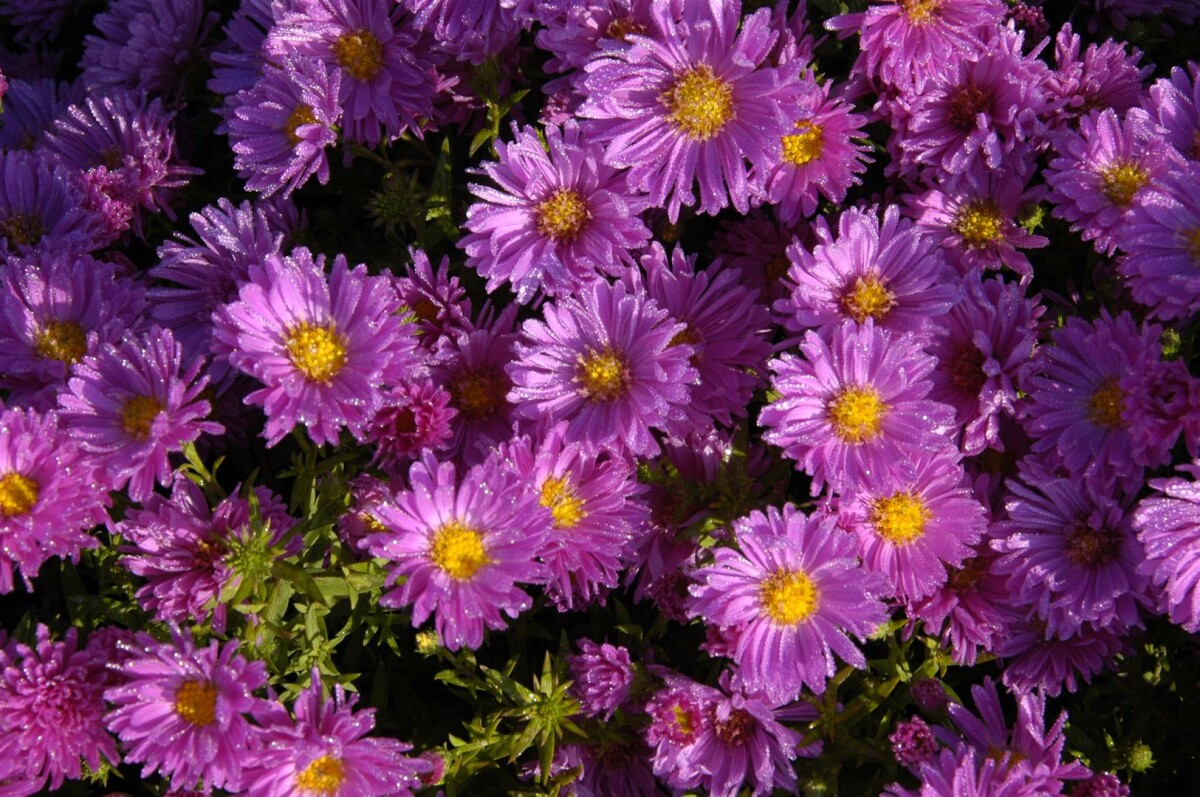 Aster- Aster dumosus ‘Kassel’