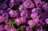 Aster- Aster dumosus ‘Kassel’