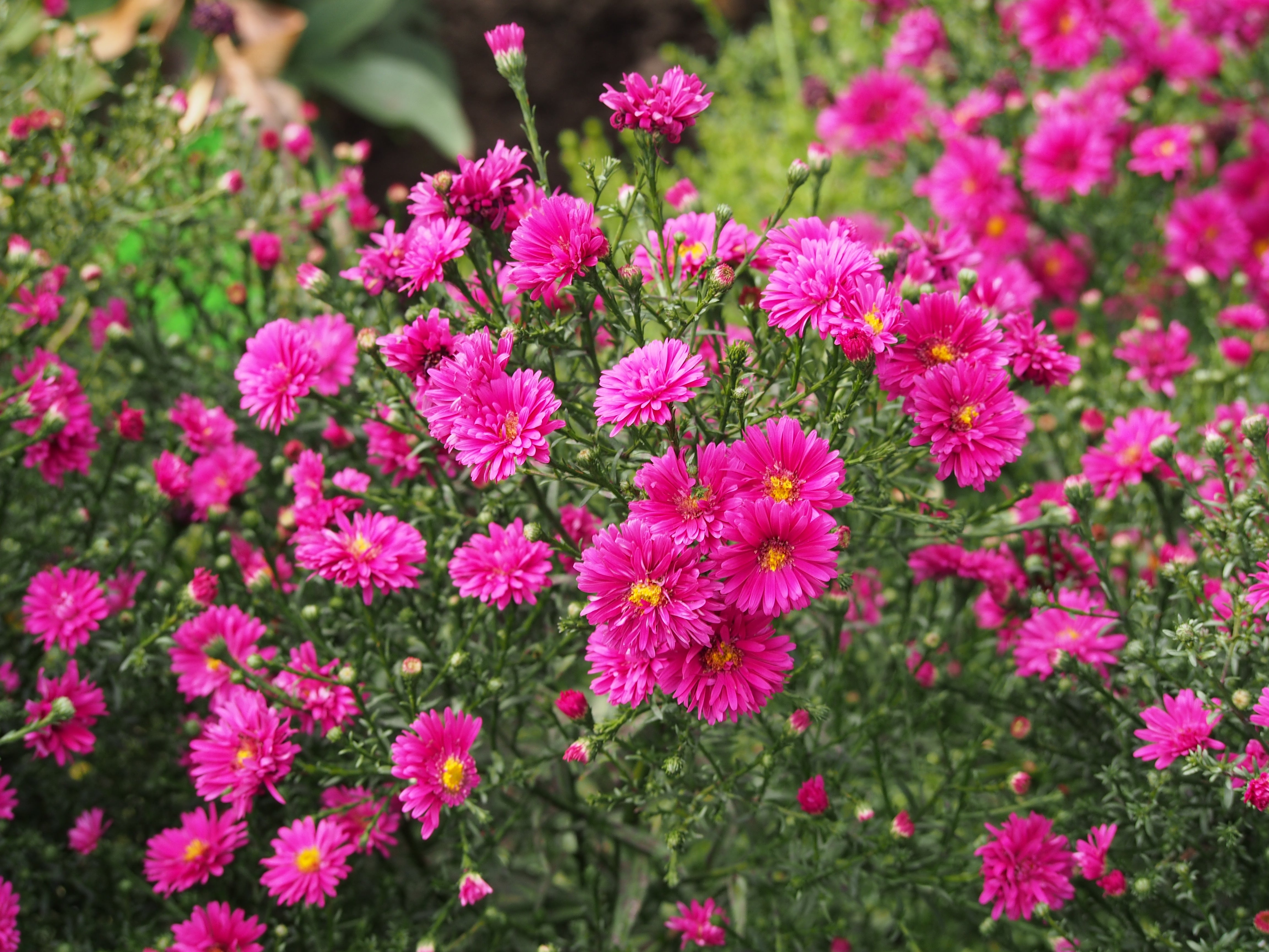 Aster- Aster dumosus ‘Kassel’