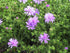Aster pitic - Aster dumosus ‘Mittelmeer’