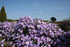 Aster pitic - Aster dumosus ‘Mittelmeer’