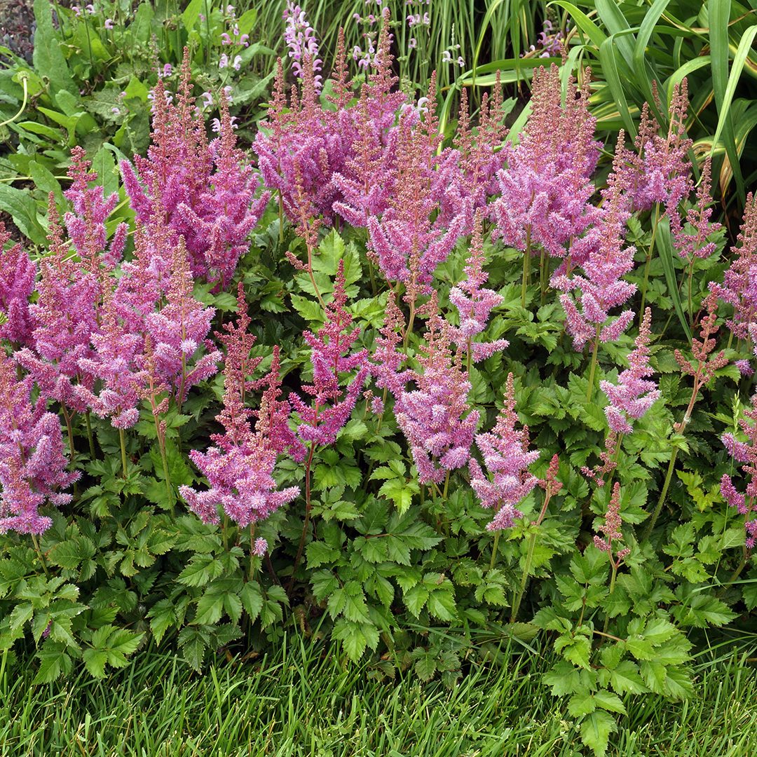 Astilbe Chinensis Pumila