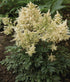 Astilbe - Astilbe arendsii Astary® ‘White’