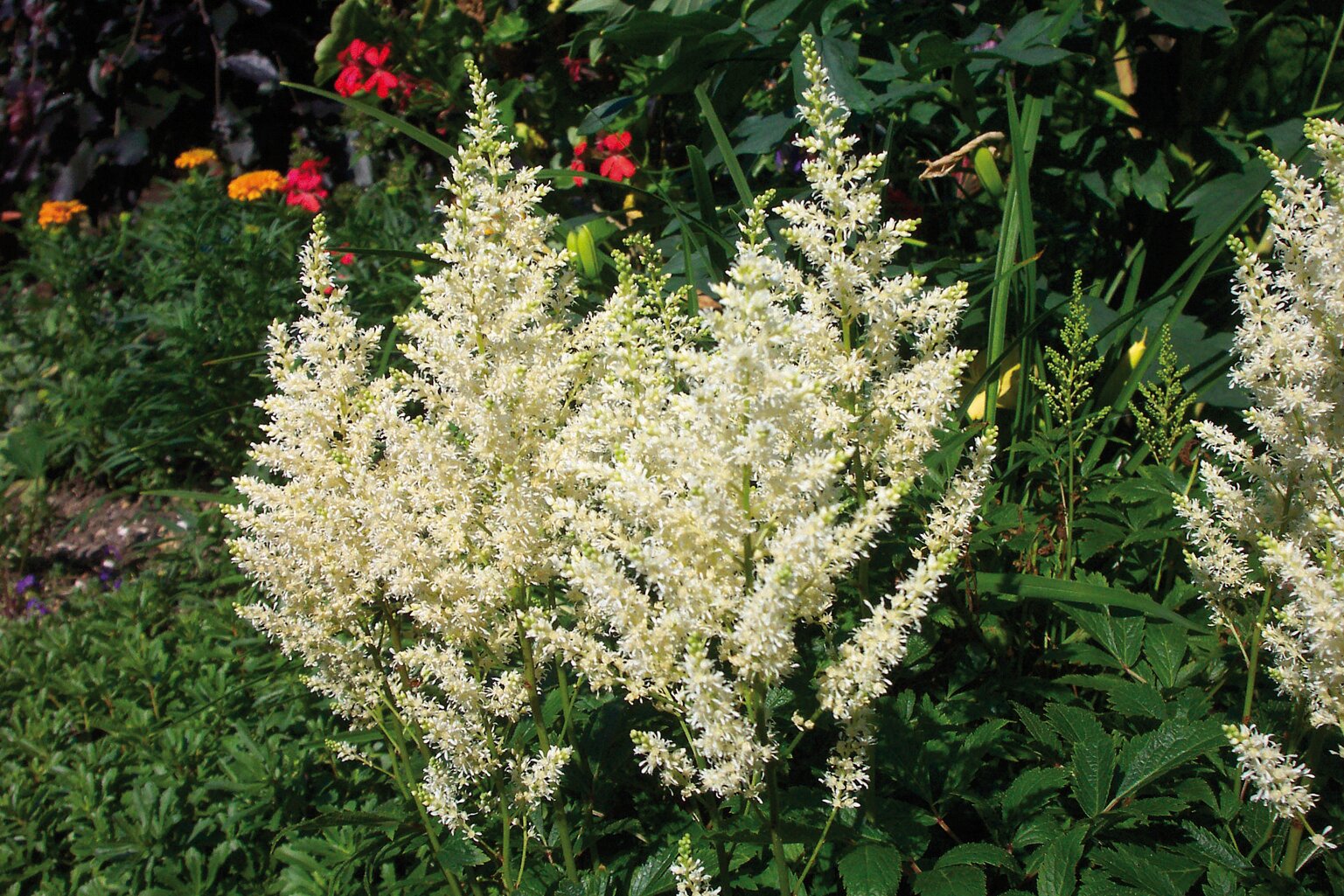 Astilbe - Astilbe arendsii Astary® ‘White’