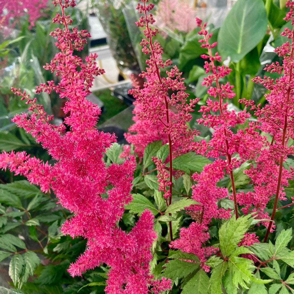 Astilbe - Astilbe arendsii Astary® Rose Red