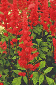 Astilbe - Astilbe arendsii Astary® Rose Red