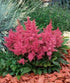 Astilbe - Astilbe arendsii Astary® Rose Red