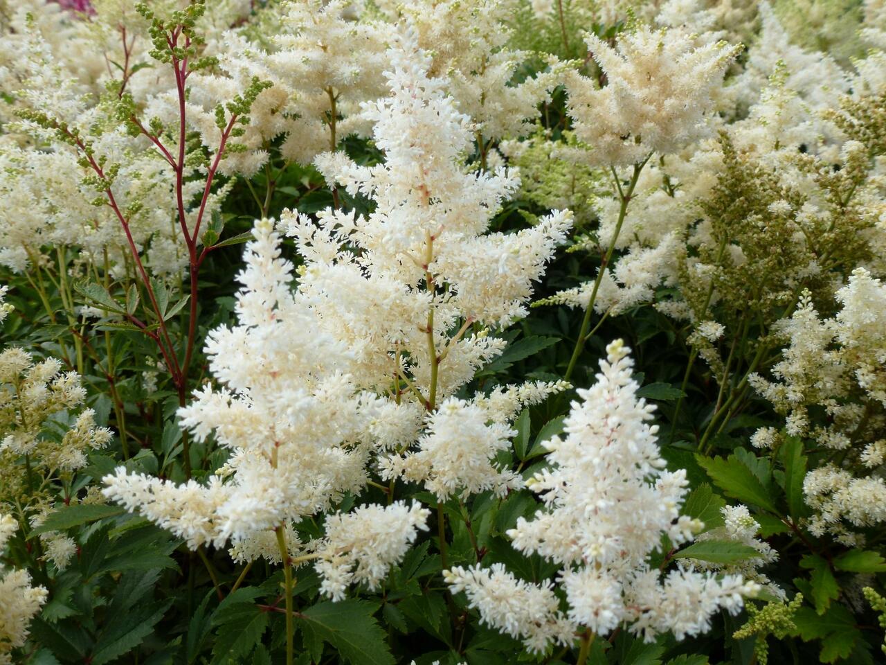 Astilbe - Astilbe arendsii Astary® ‘White’