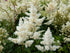 Astilbe - Astilbe arendsii Astary® ‘White’
